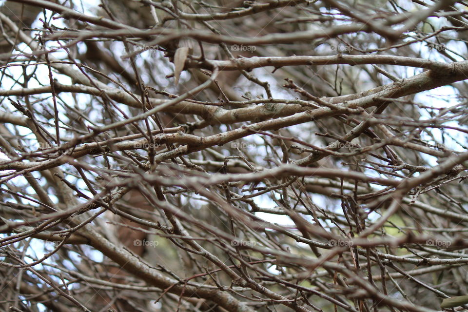 Weaving of Branches