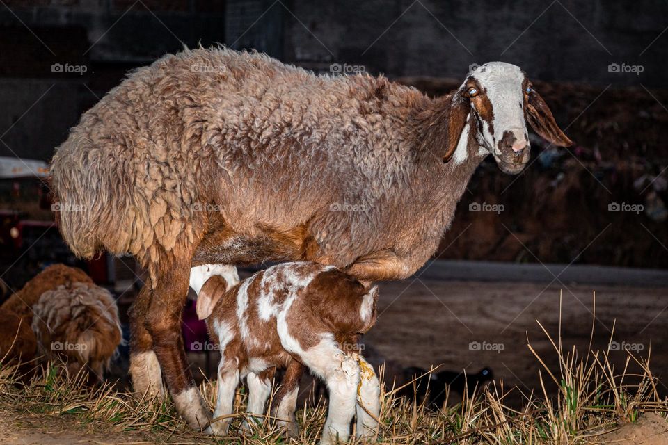 Goat and its Childs