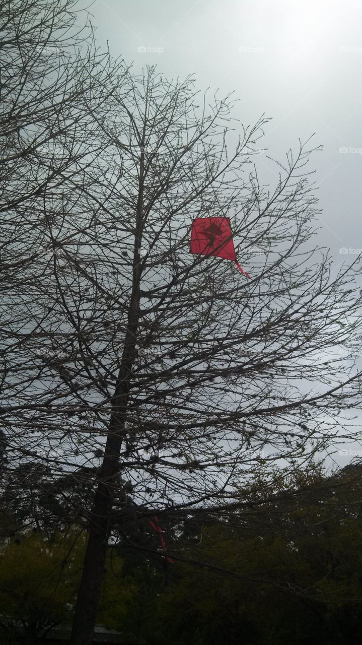 Kite in the Tree