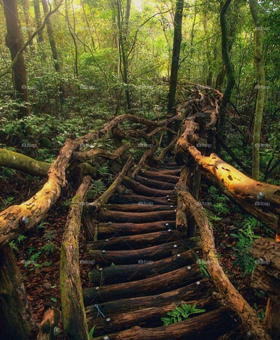 awesome root bridge