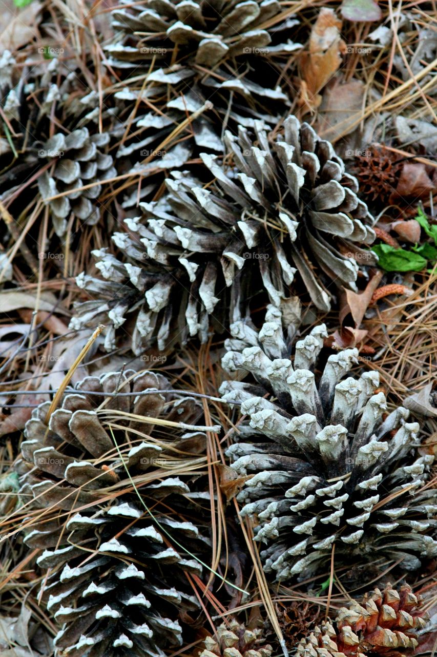 big pinecones grouped together