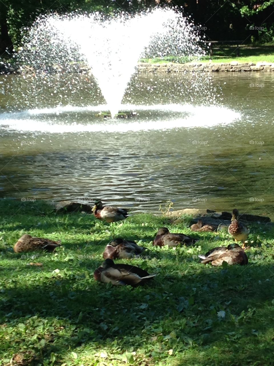 Lovely Ducks 