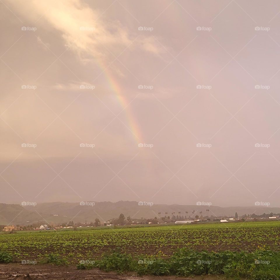 Rainbow over the crops