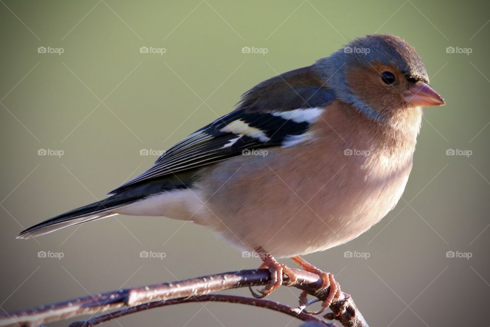 Chaffinch