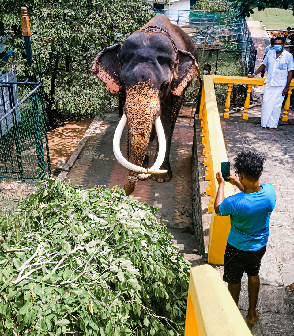 A beautiful elephant living in a temple in Sri Lanka