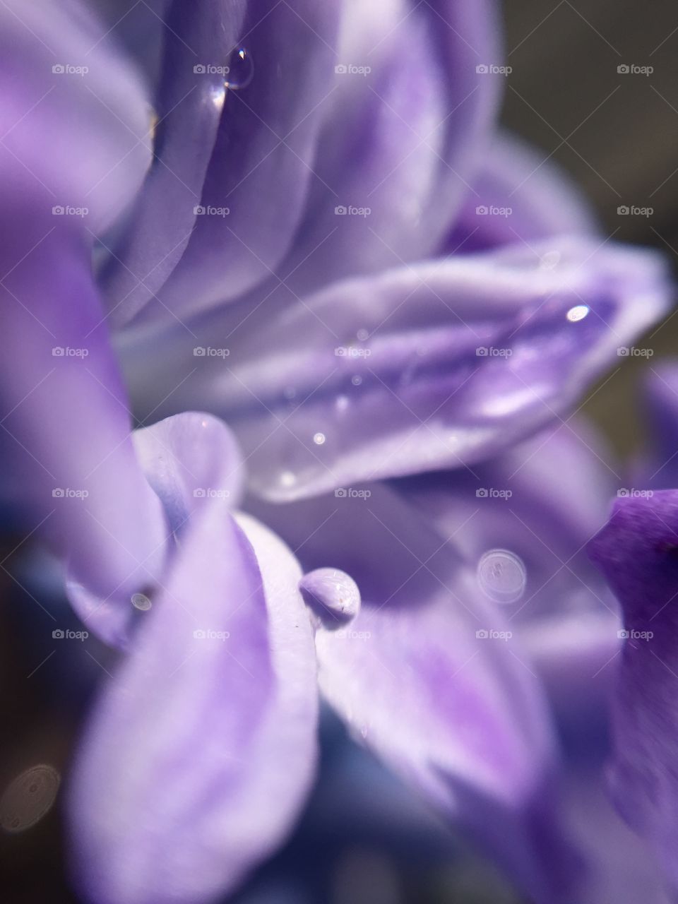 Flowers in the water droplets