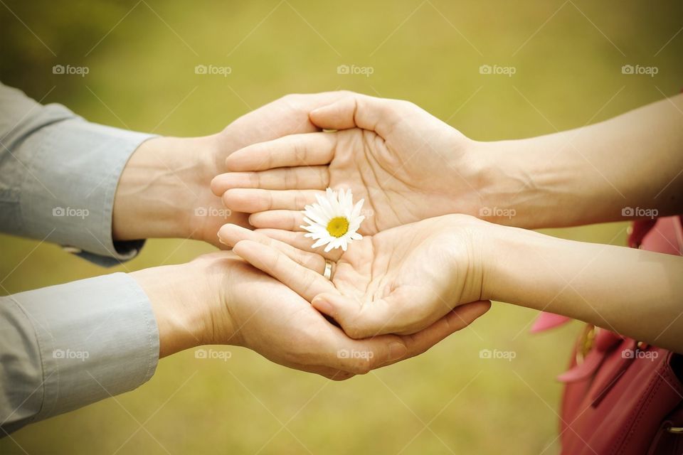 hands saving a flower