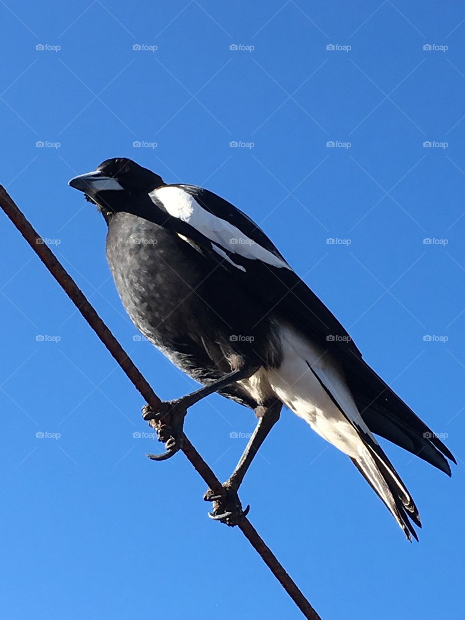 Gorgeous magpie bird standing on a high wire contrasted against a clear blue sky, looking upward