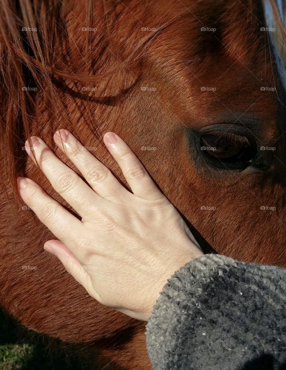 Woman Petting a Horse