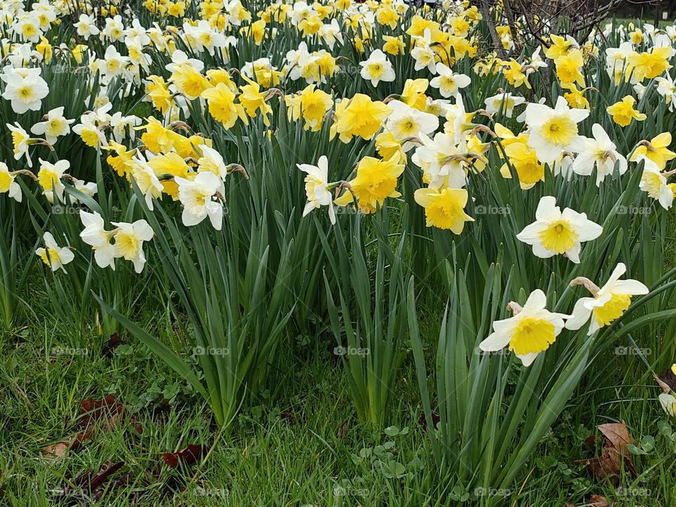 Springtime - Plenty of daffodils