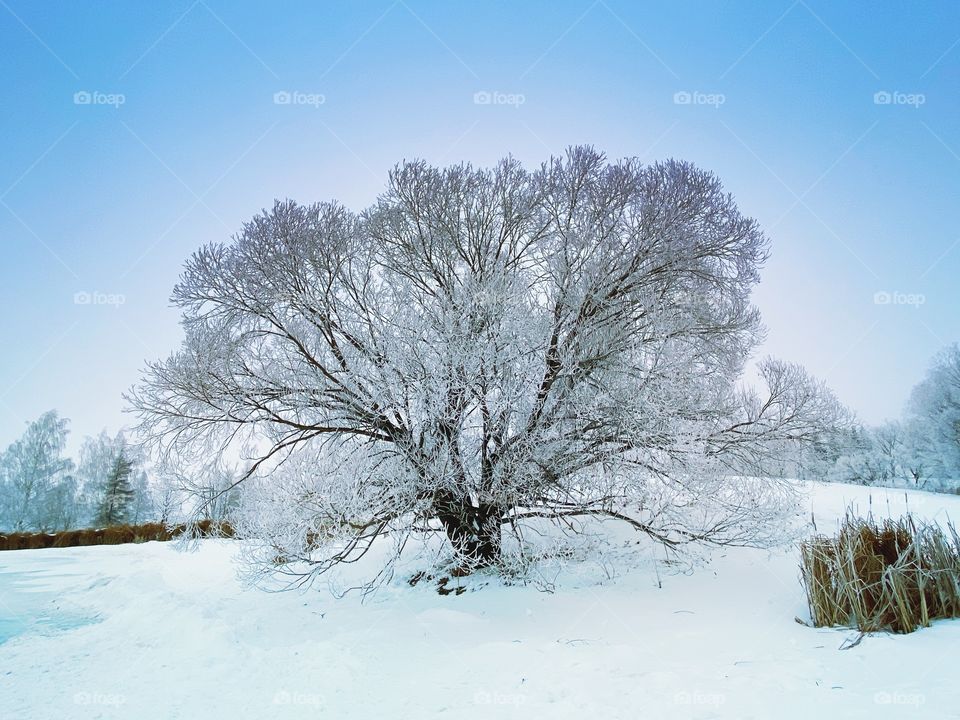 Frosty tree