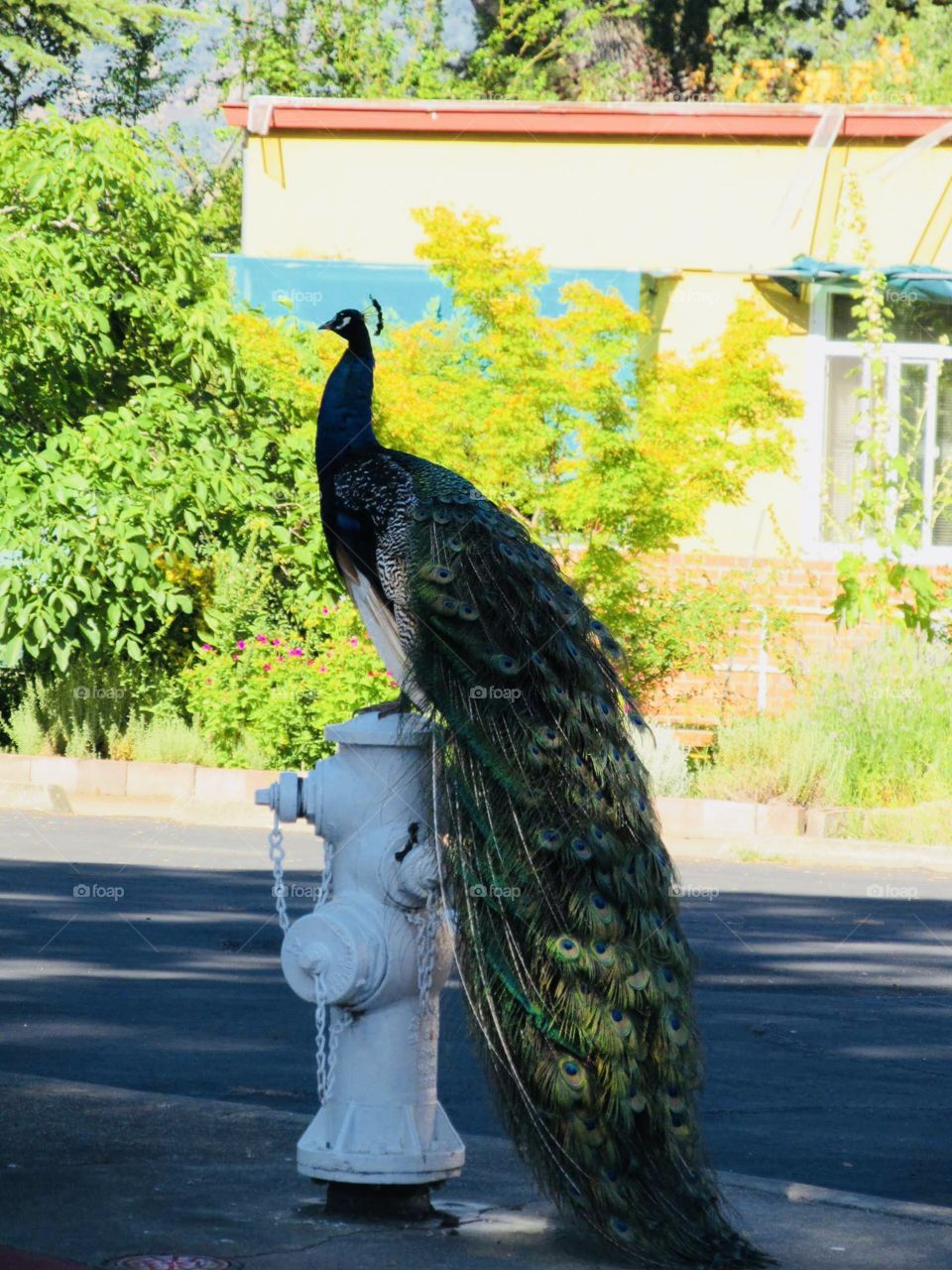 Perching peacock