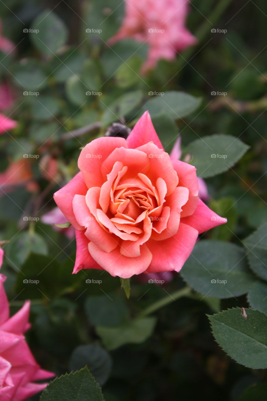 Closeup of miniature pink red rose with a hint of yellow and white petal edges. (May also be referred to as miniature rose mandarin)