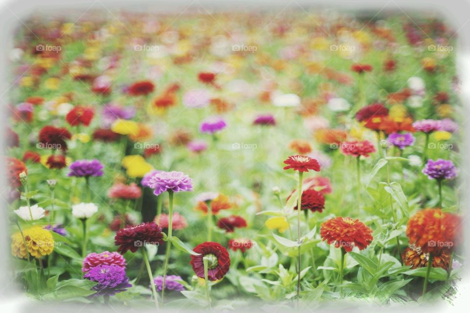 Flower strewn field. A beautiful field of wild flowers along the side of a country road. 