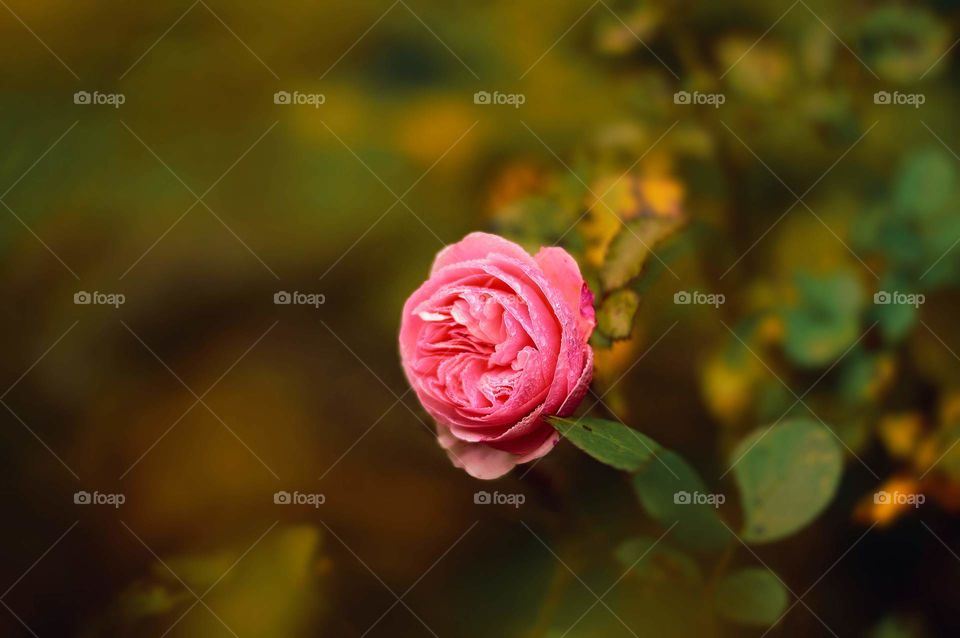 Garden rose