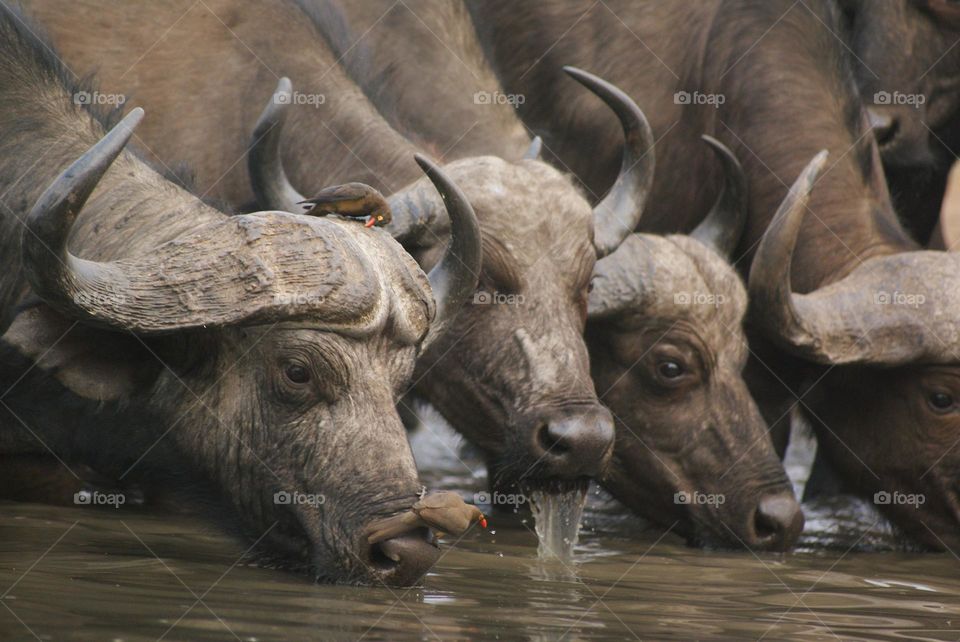 Three buffalo drinking water at the water hole 