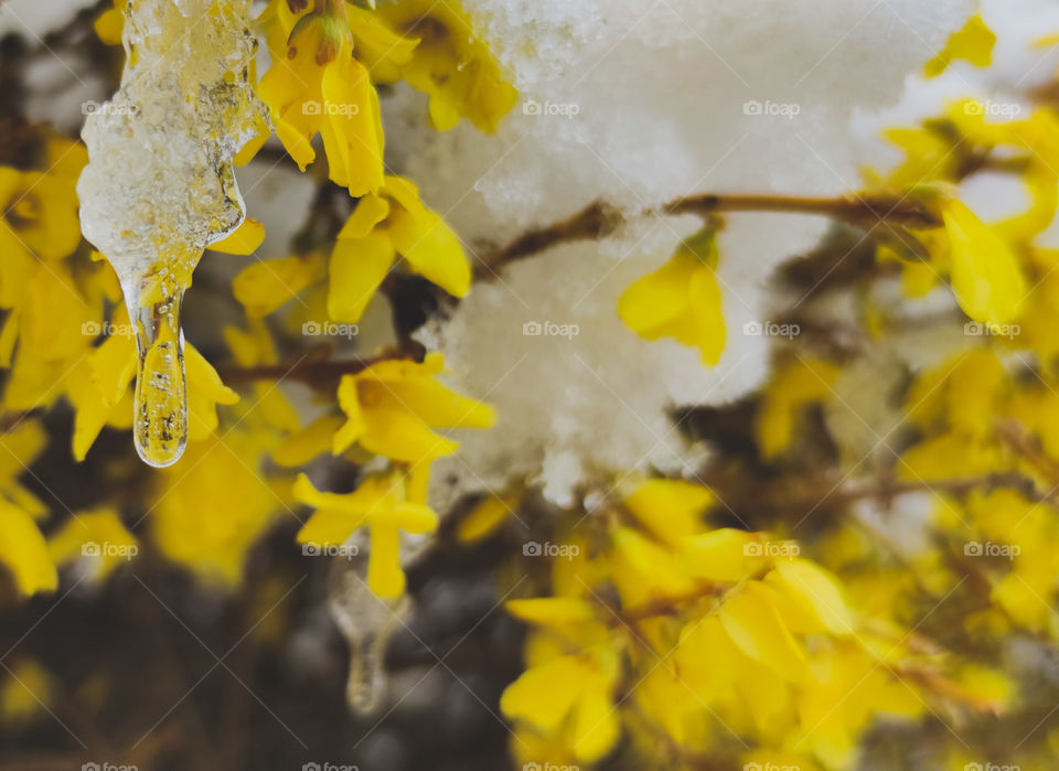 Blooming in snow