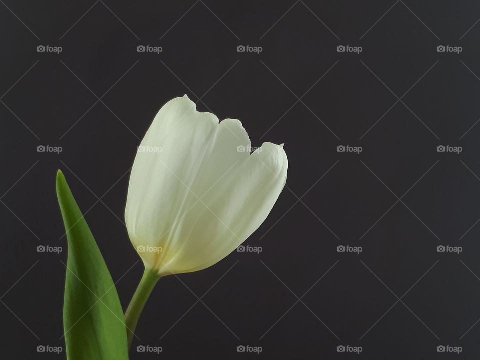 Weiße Tulpenblüte