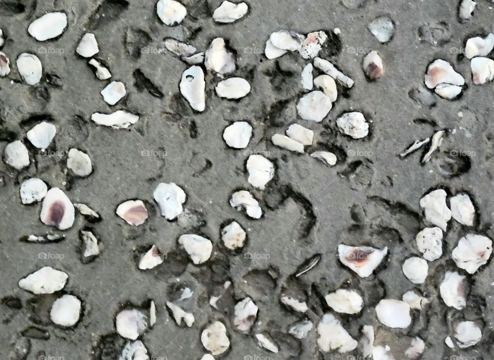 Seashells