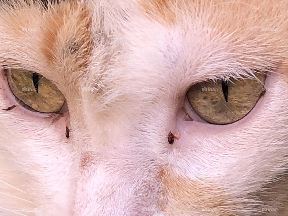 Beautiful cat’s eyes