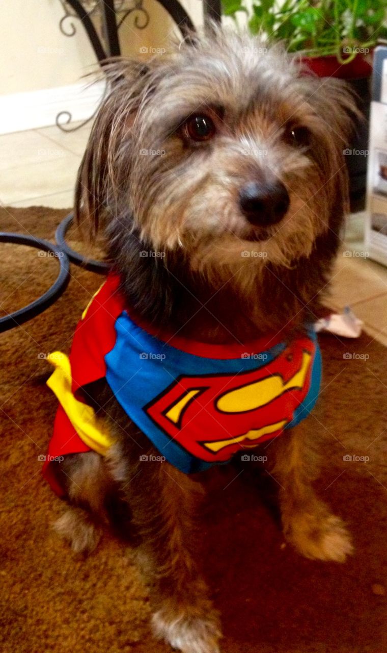 Superdog ready to save the dog world