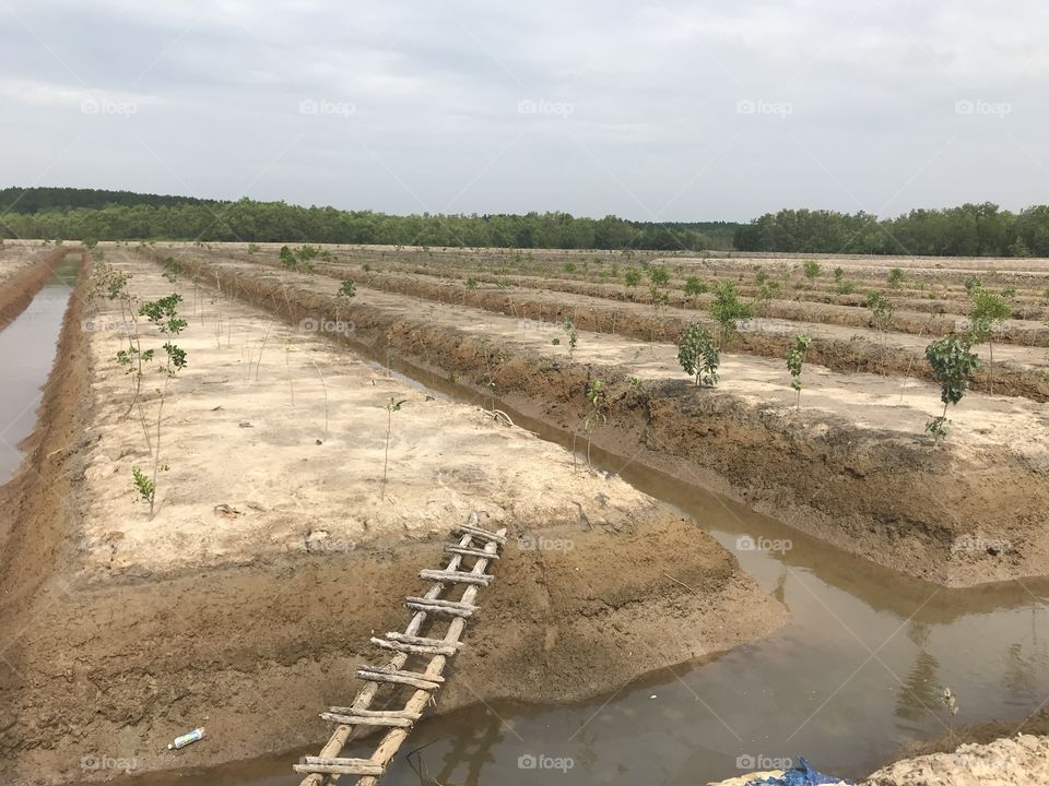 Rural farm in Vietnam 