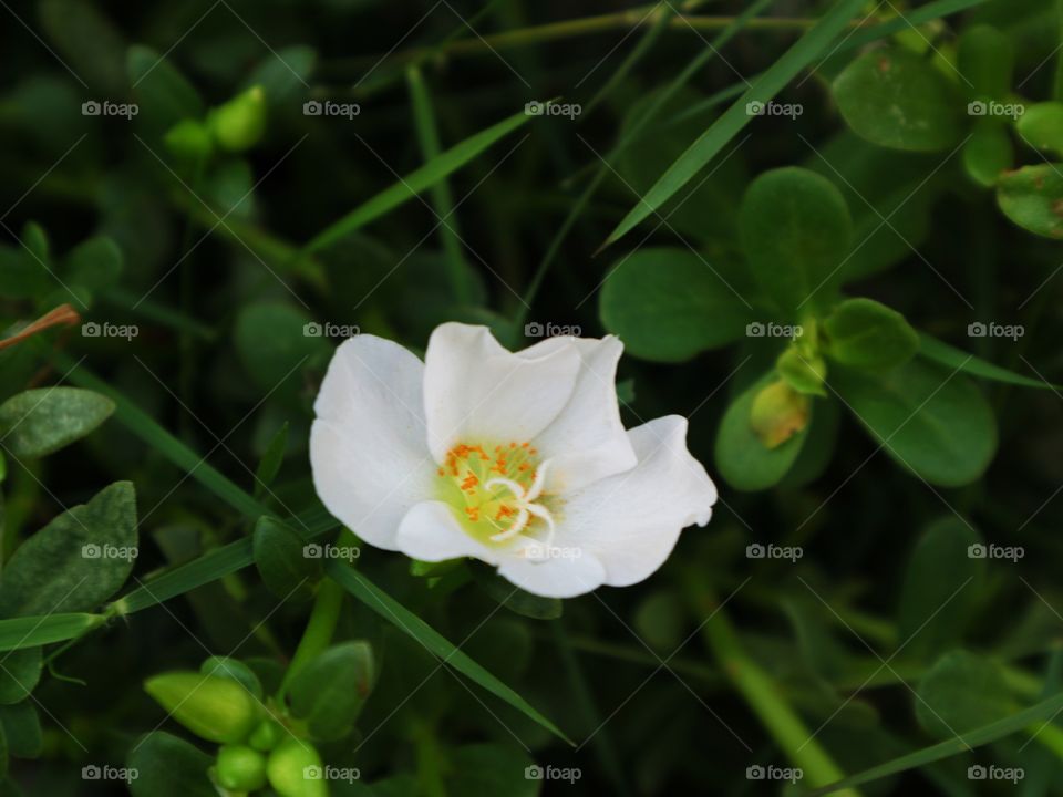 portrait of a flowers