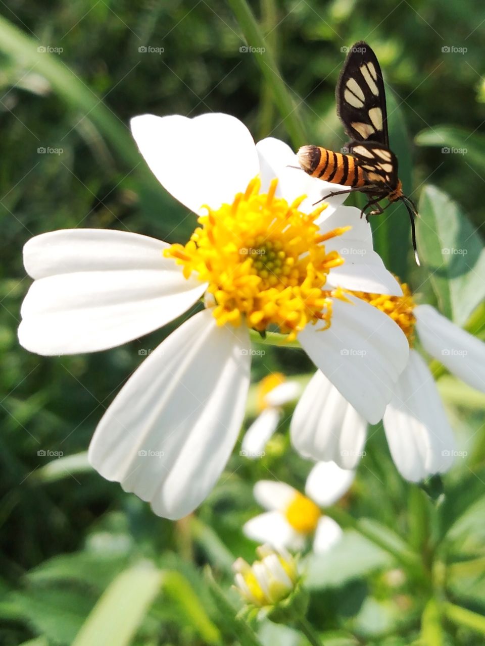 Butterfly with the flower.