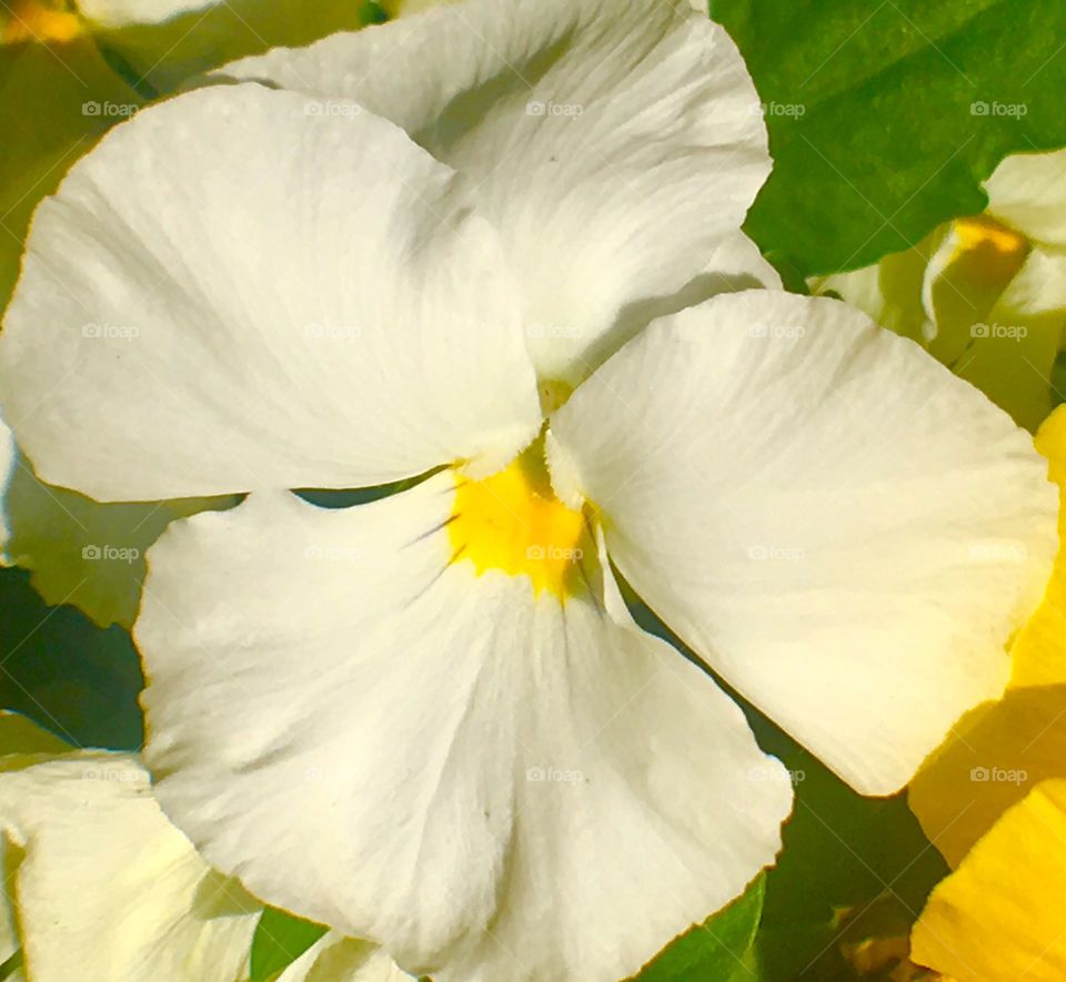 White pansy