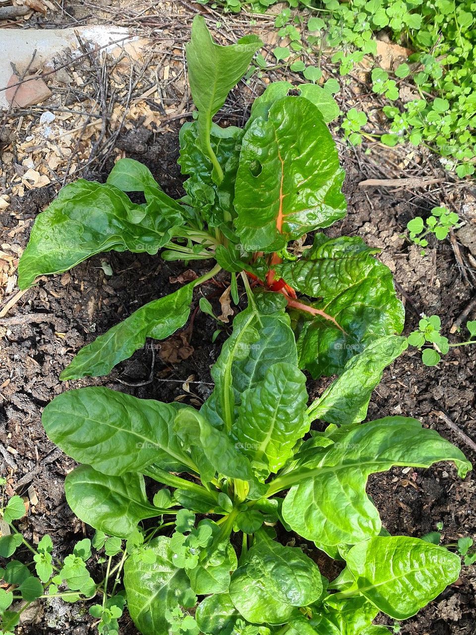 Gemüsebeet im Glashaus