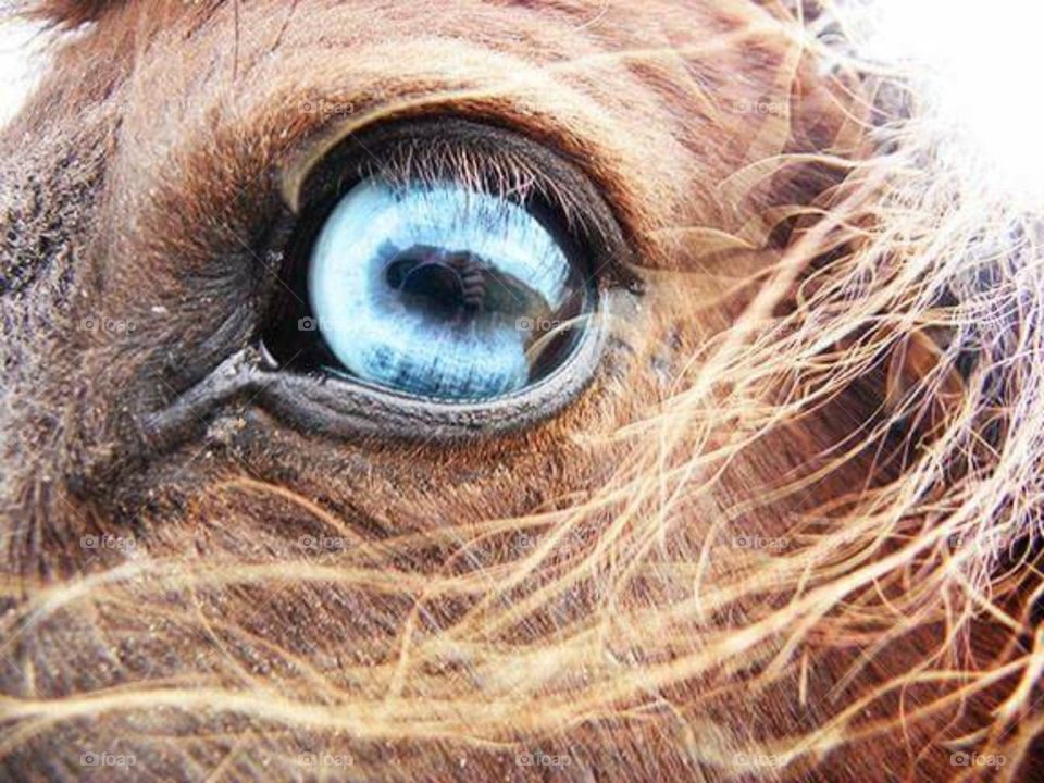 miniature Shetland blue eye