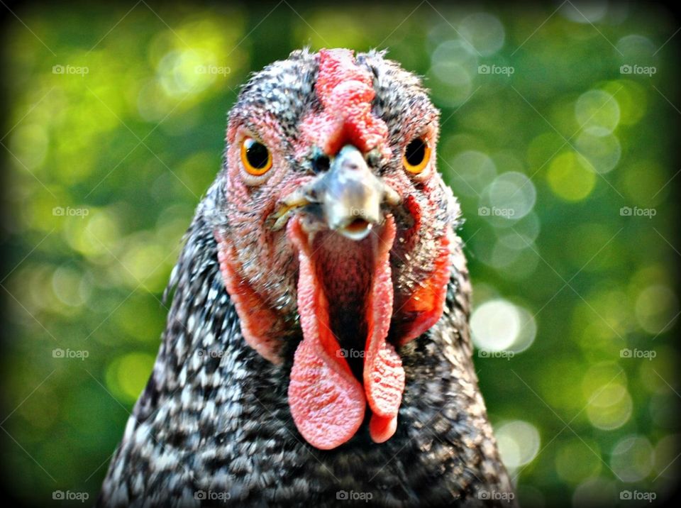 Miss Ruth the best chicken. 