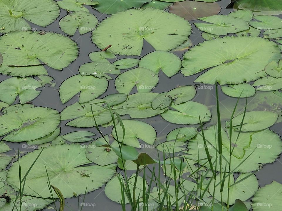 There are many lotus leaves on the lake