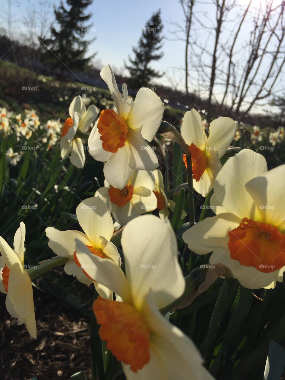 Gorgeous daffodils.