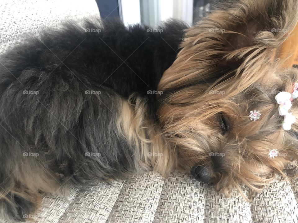 Dog sleeping on a chair