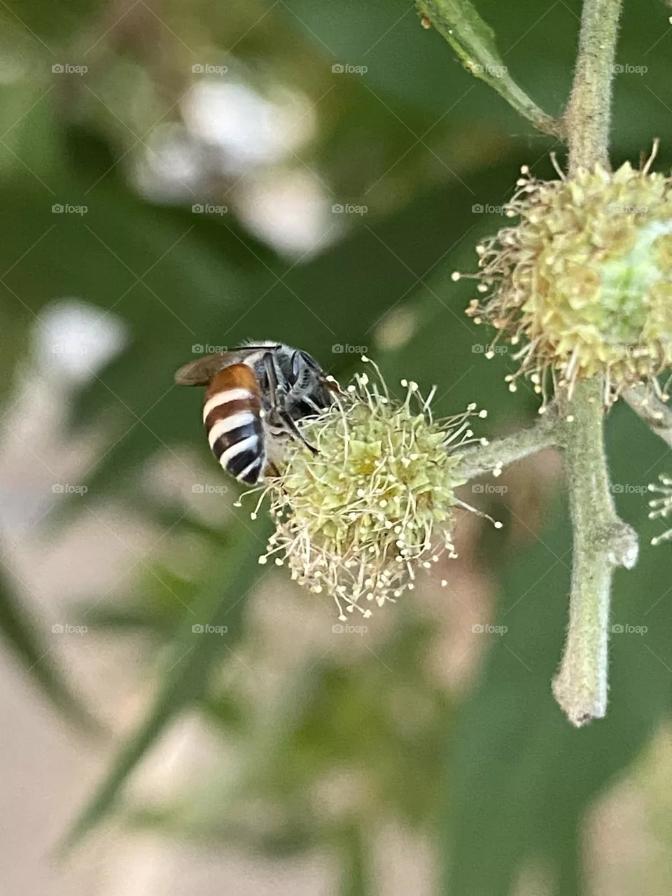 Bee