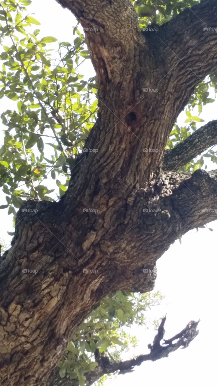 Bee tree, Cantu Addition, TX