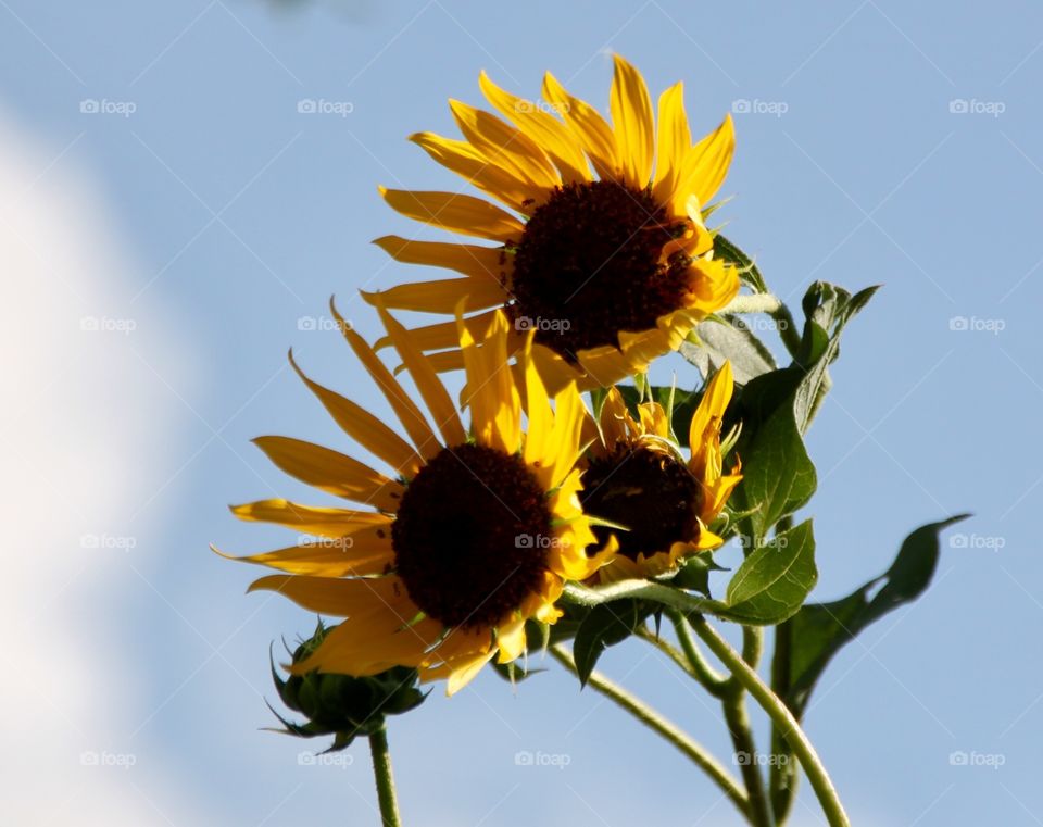 Trio of Sunflowers