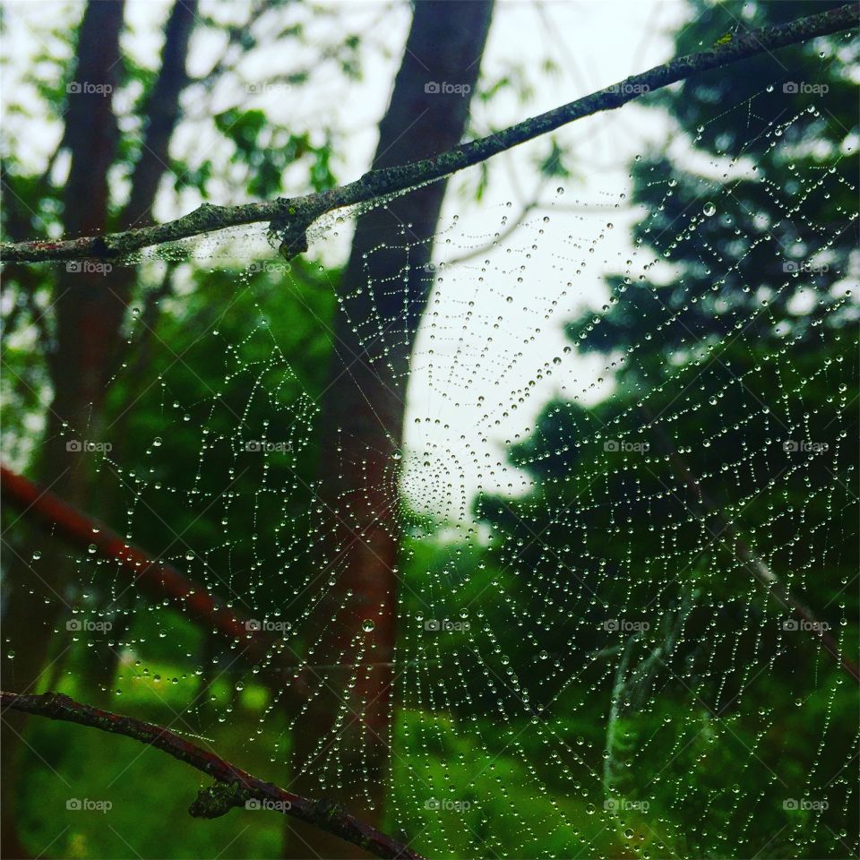 Spiderweb, Spider, Trap, Web, Dew