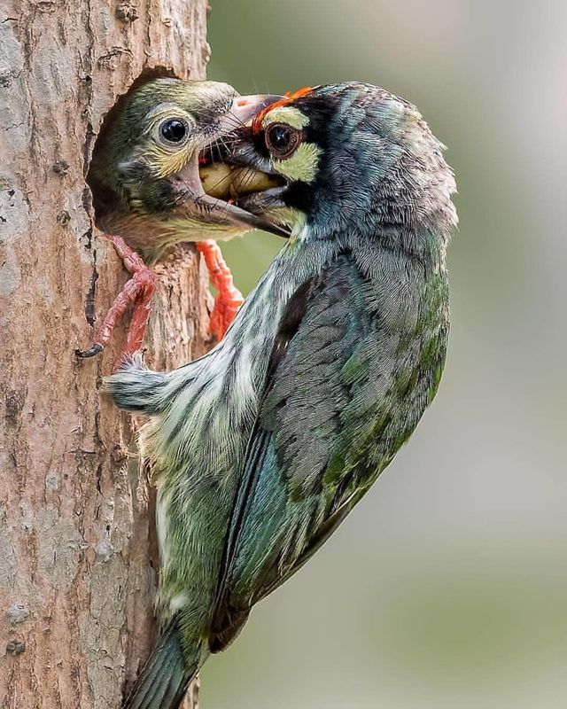 bird mom and kid