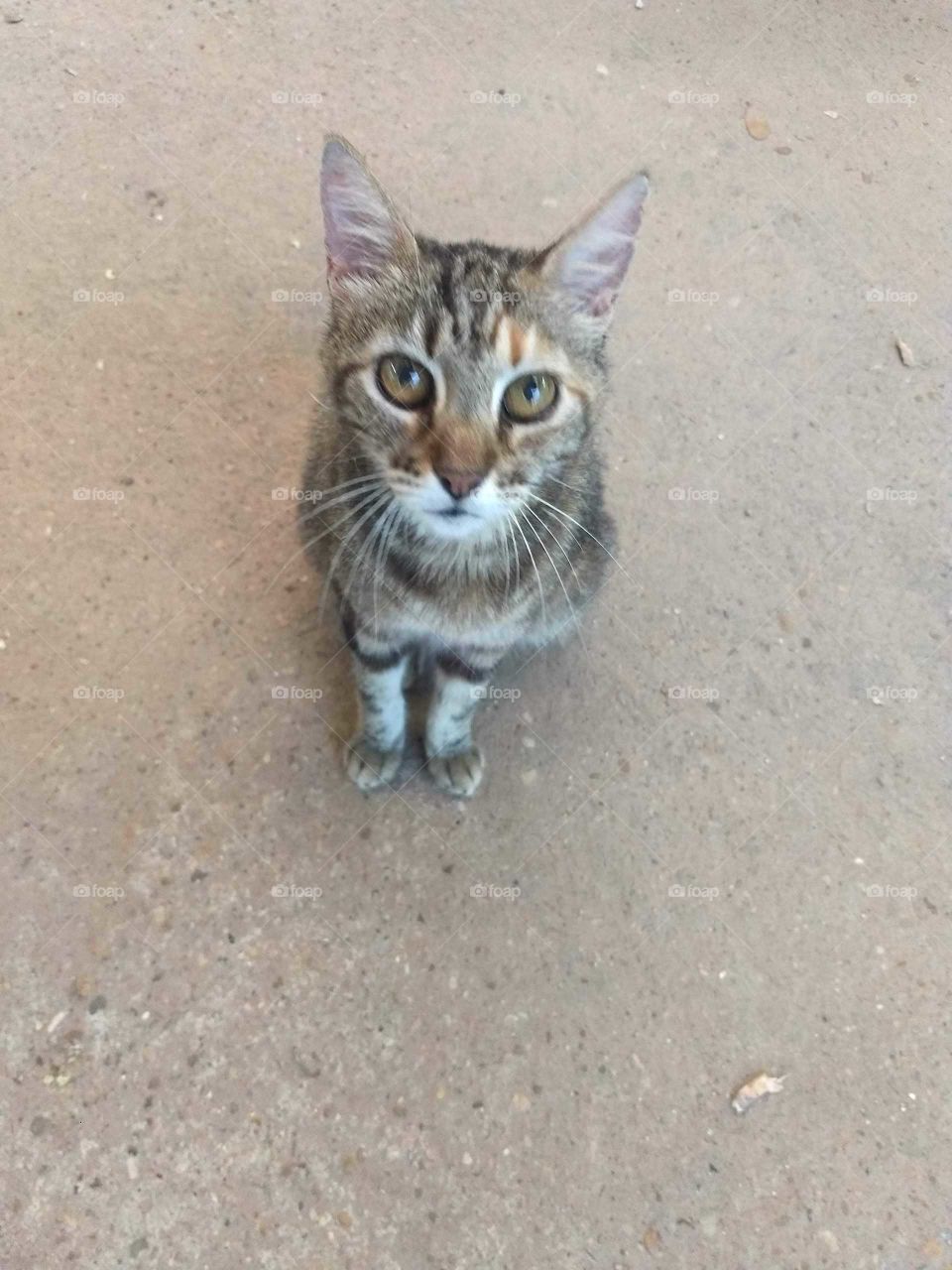 Grandma  the old farm cat
