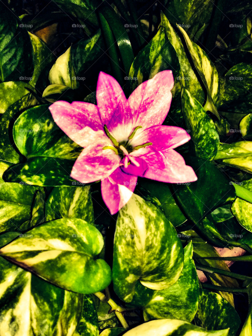 Title-There are moments in life when you see the World anew
Description- Image of a pink flower captured in the morning.
Location-West Bengal,India