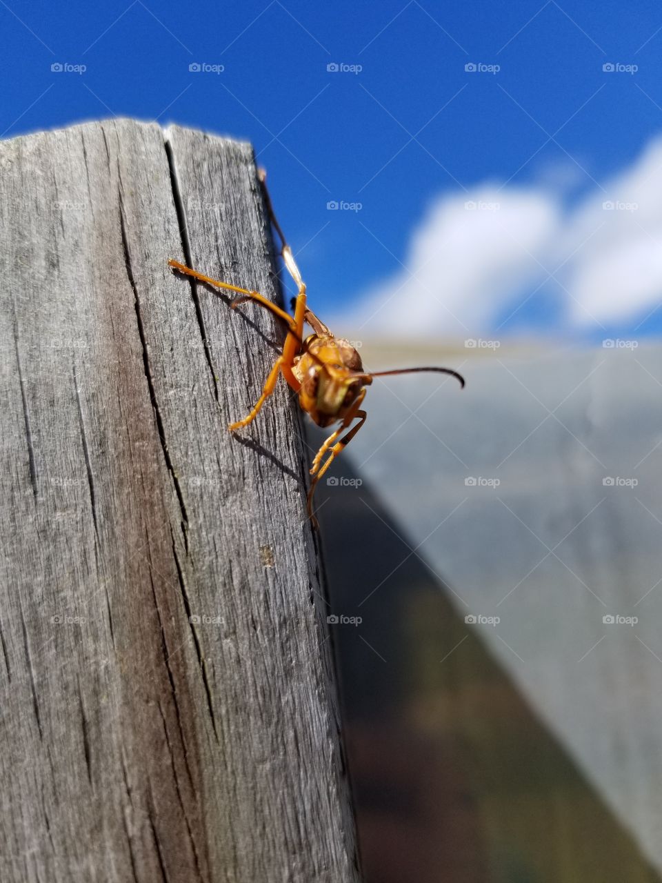 wasper pic greatest pic ever