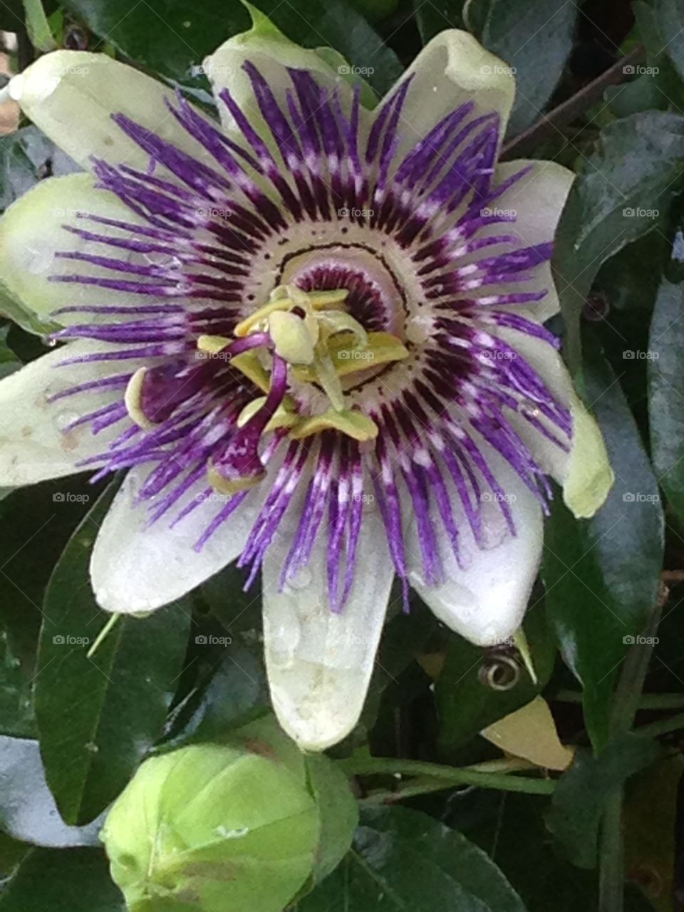 Passionflower with raindrops. Flower out in the garden with raindrops on