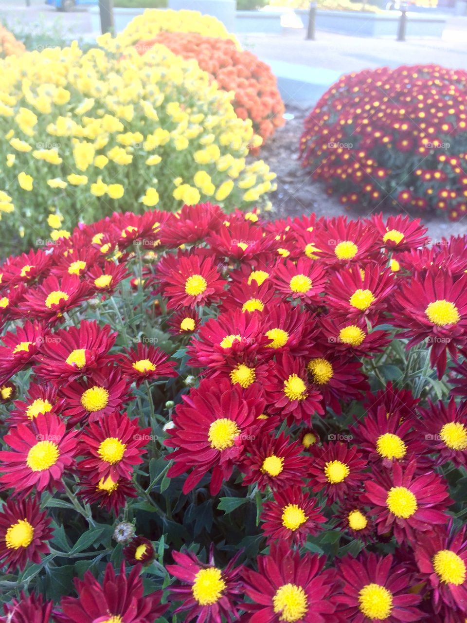 Colourful flowers  