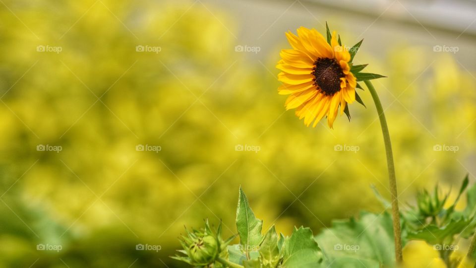 A sunflower like flower in summer