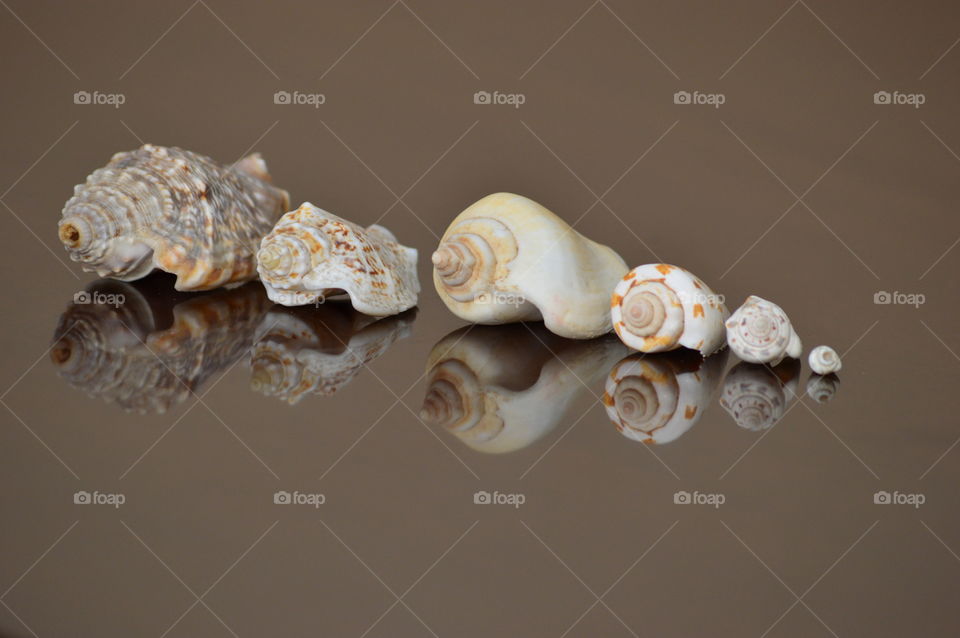 sea shells