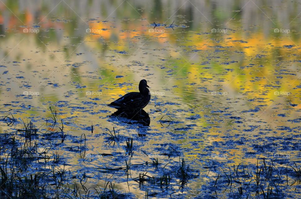 A duck is in shadow, sitting on a rock in a perfectly still mountain pond. The colorful autumn leaves that line the mountain are reflecting on this pond. It looks like a surreal painting. 