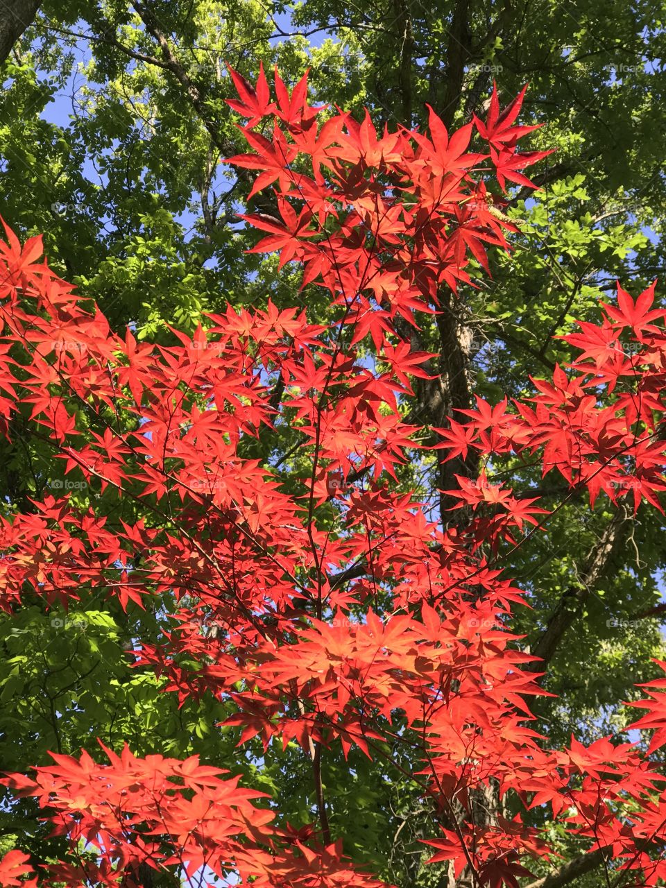 Red maple.  Japanese Red Maple.  