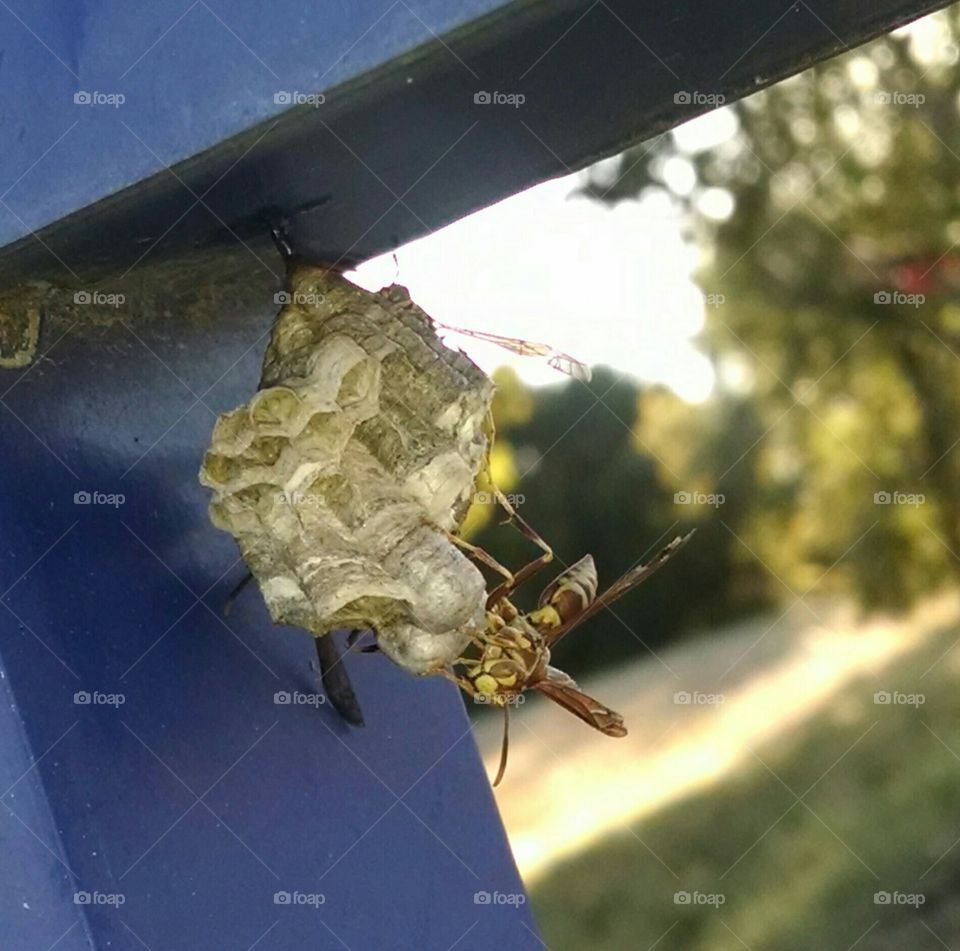 Wasps building a nest